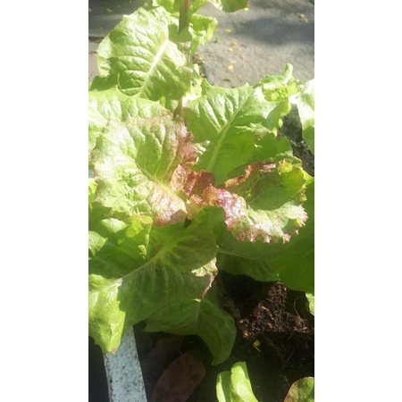 2000 HẠT GIỐNG XÀ LÁCH CÁNH LỬA PRIZEHEAD