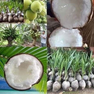 CÂY GIỐNG DỪA SÁP ( cây giống siêu sớm có bảo hành)