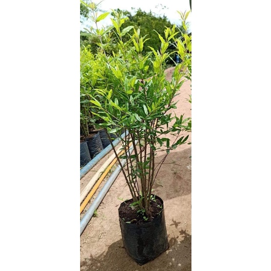 Cây Giống Lựu Đỏ Ấn Độ Giống Lùn (Cây xnah ngọc lan 47)