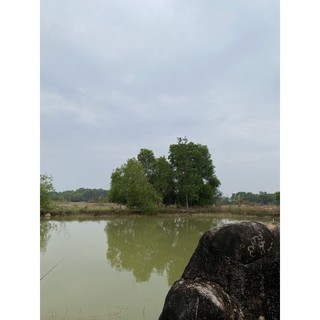Đầm live đồng giá 45k