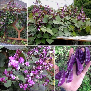 5gr hạt giống đậu ván tím bổ dưỡng