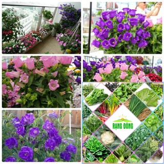 Bộ gói 100 hạt giống hoa chuông kép HAT F1