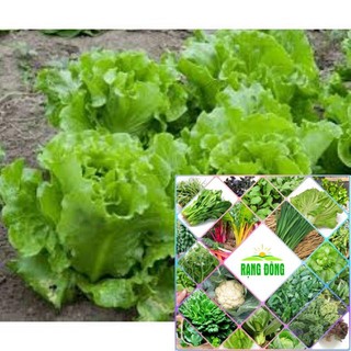 Gói 5 gr hạt giống xà lách chịu nhiệt HAT F1