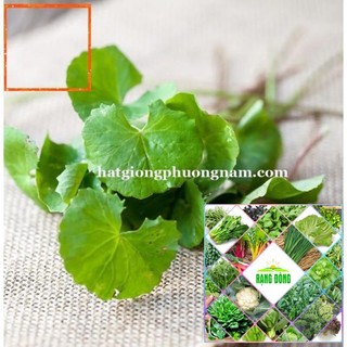 1GR - HẠT GIỐNG RAU MÁ LÁ NHỎ Hạt Giống Nông Trại Xanh THE GARDEN