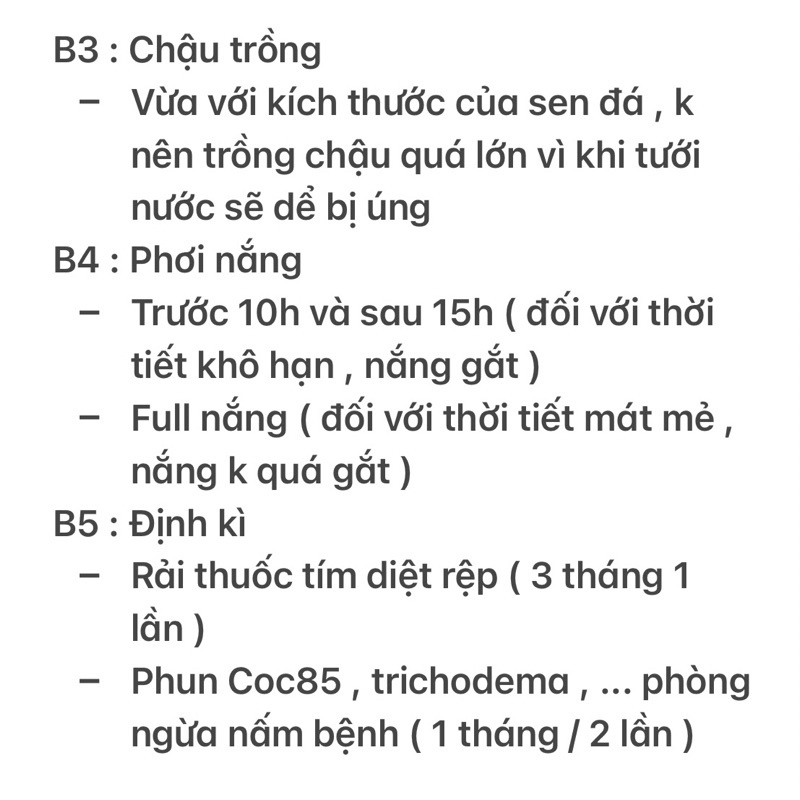 Sen Đá Sỏi Kẹo Mini - có mùi thơm