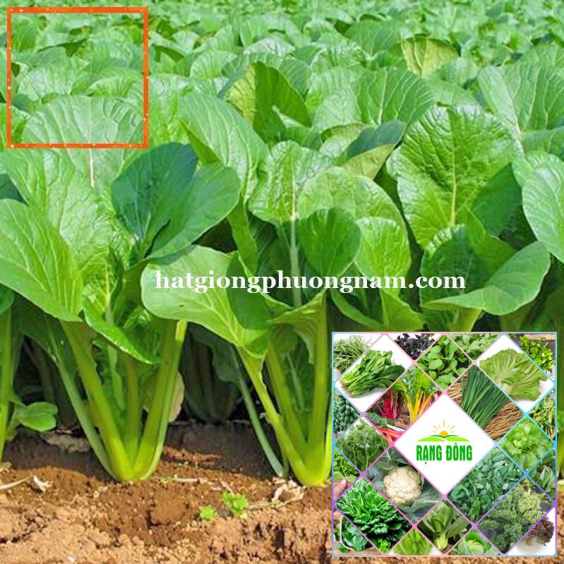 20GR - HẠT GIỐNG CẢI NGỌT Hạt Giống Nông Trại Xanh THE GARDEN
