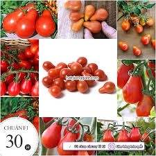 Hạt giống cà chua lê đỏ 50 hạt