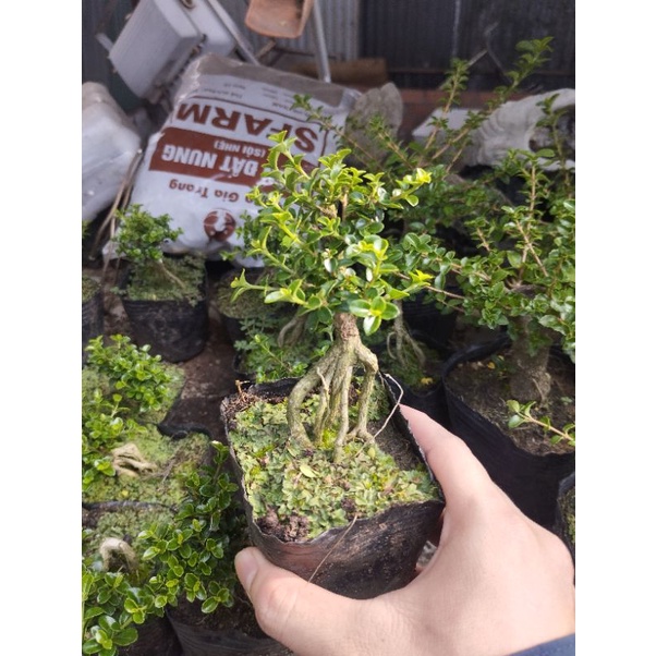 Sam hương phôi mini gốc rễ già