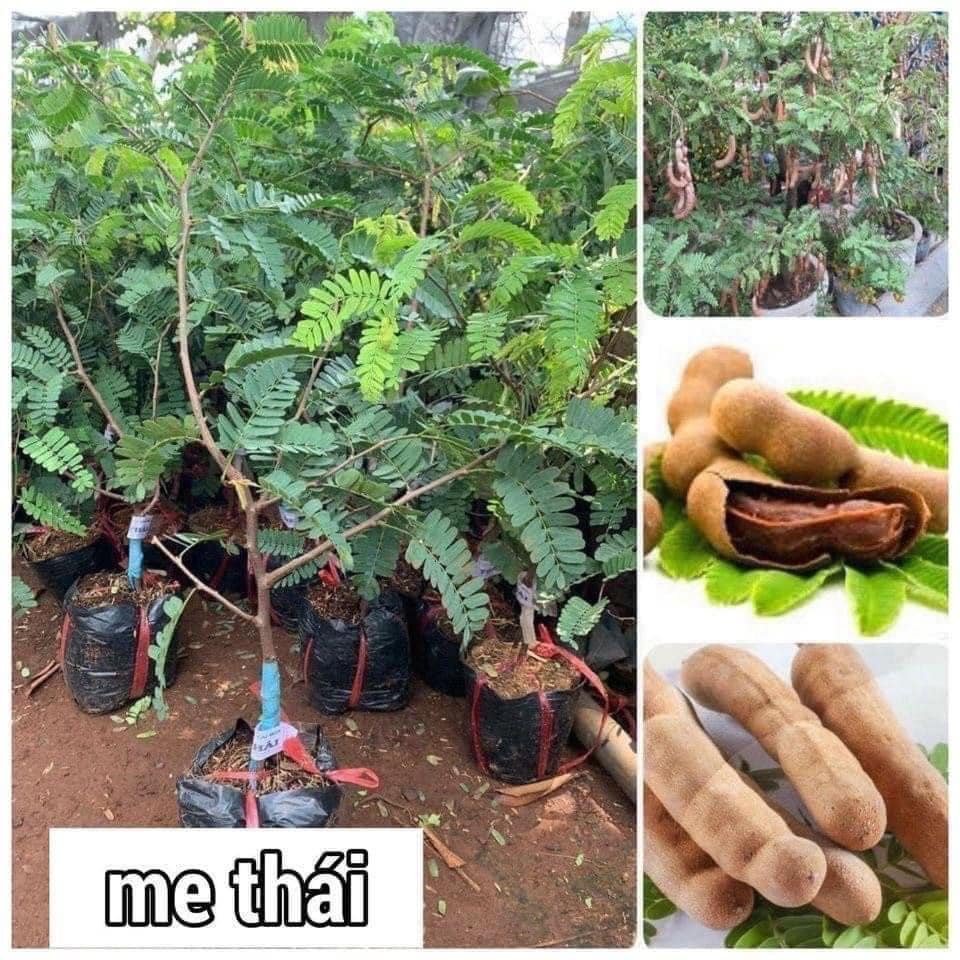 Cây me thái