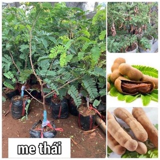 Cây me thái