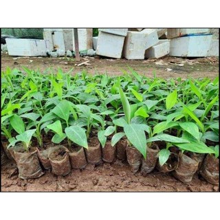 chuối cảnh mini