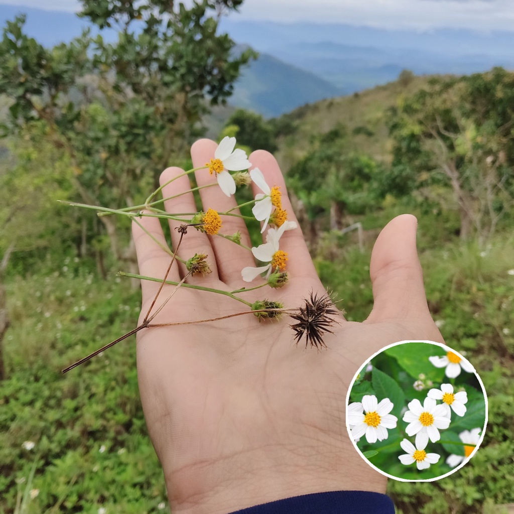 Giống Hoa Xuyến Chi Đơn Buốt Rừng Nhiều Hoa Dễ Trồng