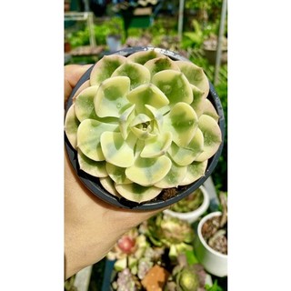 sen đá đất xanh var