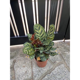 cây khổng tước nhỏ