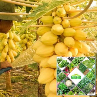 5 hạt giống đu đủ vàng F1