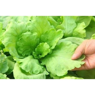 Hạt giống cải cúc nếp - cải cúc lá to