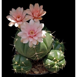Xương rồng bánh bao