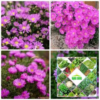 100 hạt giống hoa thạch thảo nhiều màu