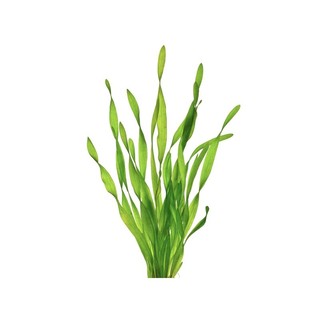Vallisneria sp. "torta" - cây hẹ xoắn - cây thuỷ sinh