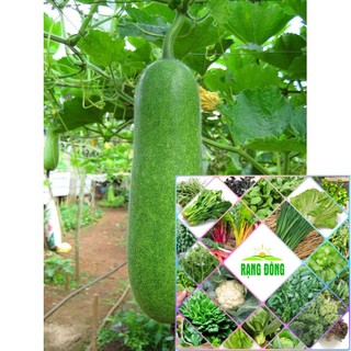 Hạt giống bí đao xanh 20 hạt HAT F1