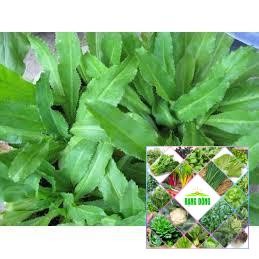 5 gram hạt giống rau ngò gai