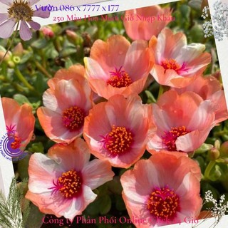 Hoa sam thái hoa mười giờ sam đơn màu số 139 to đẹp lạ🍒