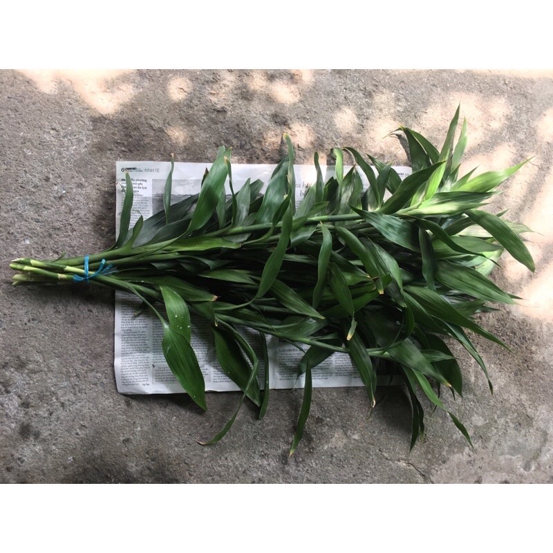 Cây phát tài xanh cắt cành