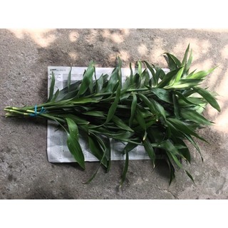 Cây phát tài xanh cắt cành