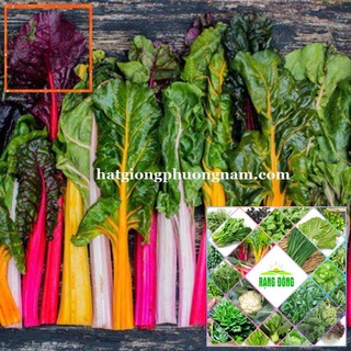 5GR - HẠT GIỐNG CẢI CẦU VÒNG Hạt Giống Nông Trại Xanh THE GARDEN