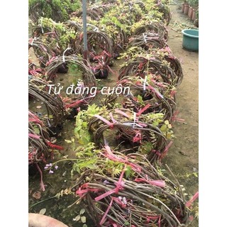 TỬ ĐẰNG LEO HOA SIÊU ĐẸP