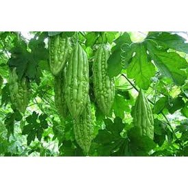 10 Hạt giống mướp đắng