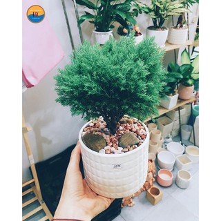 Cây tuyết tùng kèm chậu
