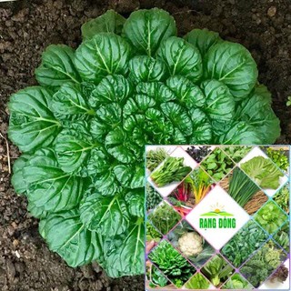 200h hạt giống cải hoa hồng HAT F1