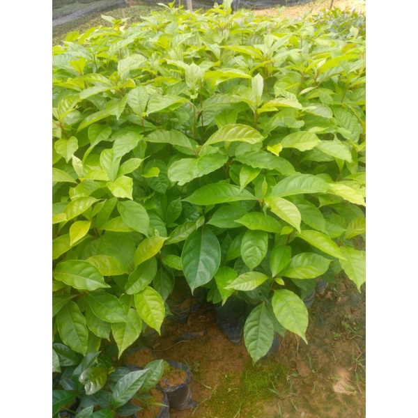 cây dổi giống
