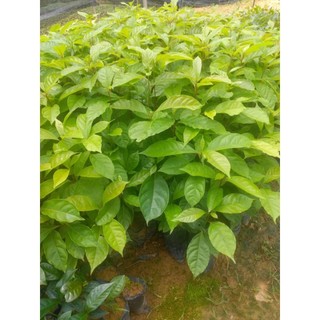 Cây dổi giống