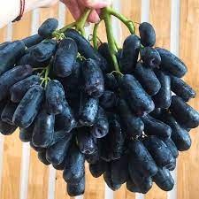 10 hạt giống nho móng tay