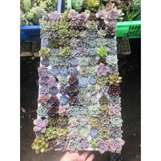 Combo 50 sen đá vỉ size 3-4 cm 150