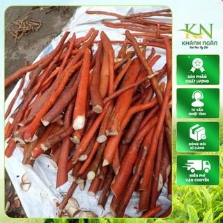 Sâm Cau Đỏ Lai ChâuSâm cau rừng giảm tê mỏi tay chân cây sâm cau đỏ xịn