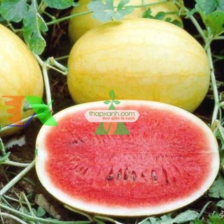 Hạt giống dưa hấu vàng ruột đỏ 10 hạt