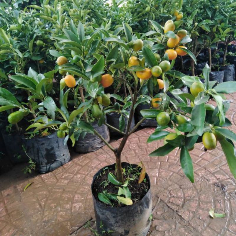 Cây tắc ngọt