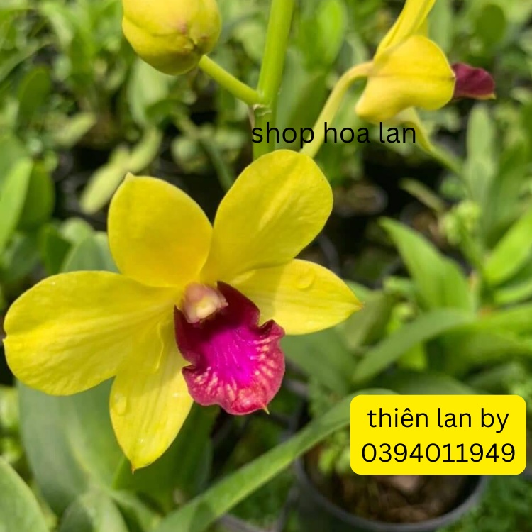 Dendro thiên Lan, chậu cây trưởng thành, nhiều thân, cây khỏe đẹp, sắp có hoa hoặc đang nụ