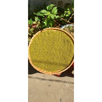 Đậu xanh trồng rẫy vườn Kon Tum chuẩn sạch túi 500g/1Kg