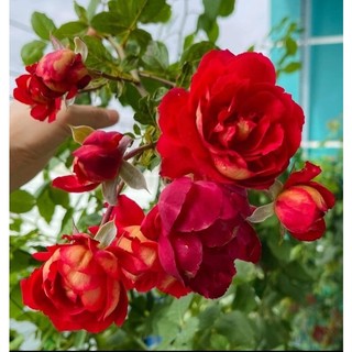 combo 5 GỐC HOA HỒNG SIÊU NỤ (KHÁCH ĐƯỢC CHỌN   MÀU)