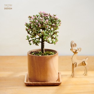 Chậu cây sen đô la hồng bonsai ( cây khuy áo bonsai )  | THE FISH DESIGN SIZE L (trang trí trong nhà, để bàn làm việc,..