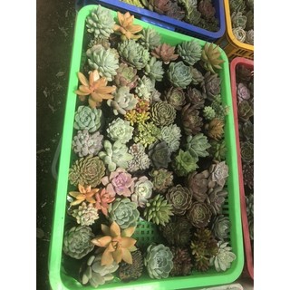 Sen đá size nhỏ 6cm combo 11 cây 99k