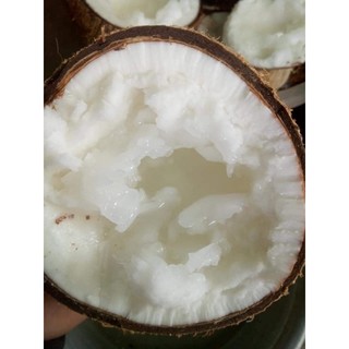 CÂY GIỐNG DỪA SÁP ( cây giống siêu sớm có bảo hành)