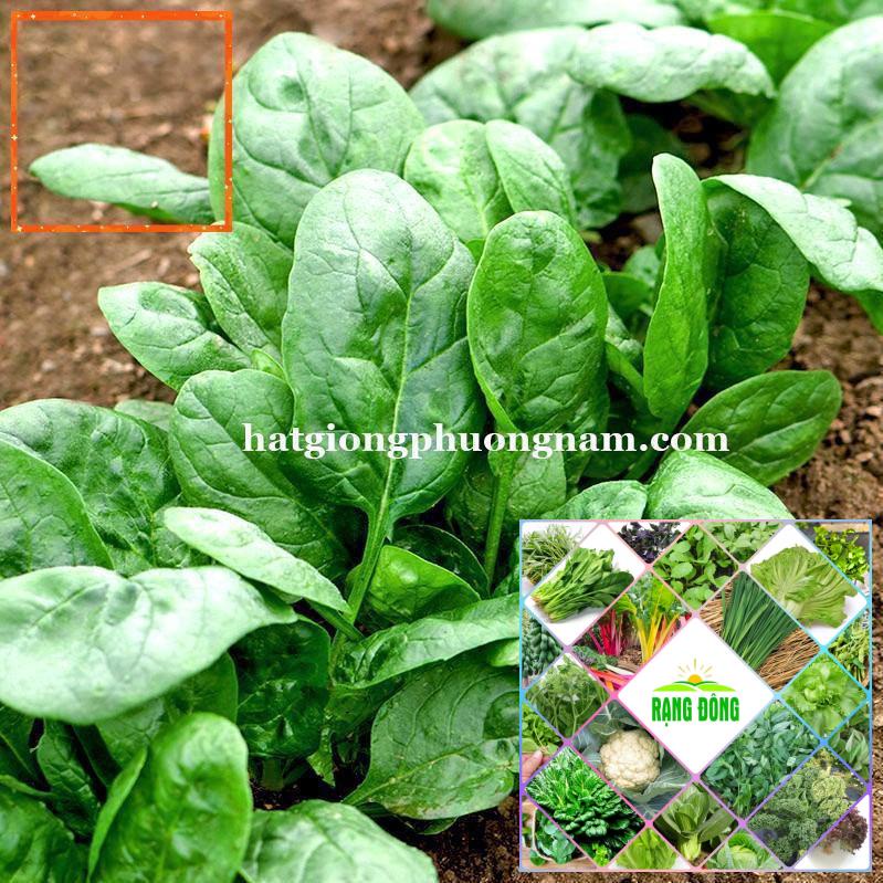 5GR - HẠT GIỐNG CẢI BÓ XÔI Hạt Giống Nông Trại Xanh THE GARDEN