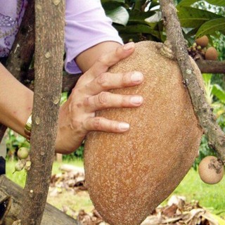 Cây giống hồng xiêm xoài