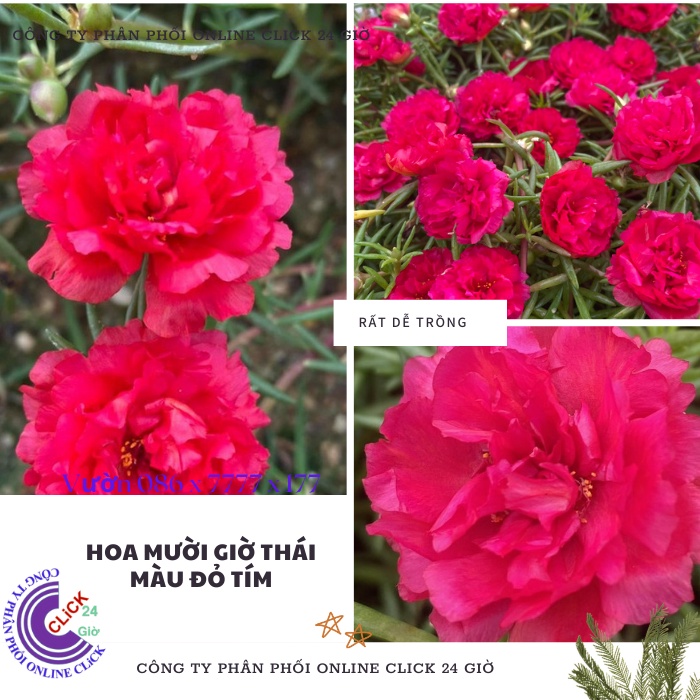 Cành Giống Hoa Mười Giờ Thái Kép Màu Đỏ Yên Chi Siêu Đẹp Lạ 0867777377