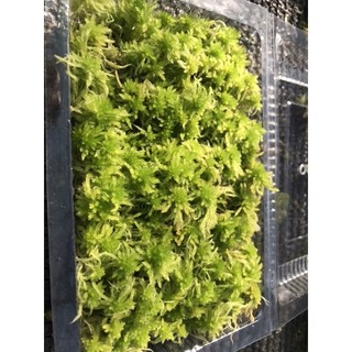 Dớn Sphagnum junghuhnianum  ( hộp 10x15cm)